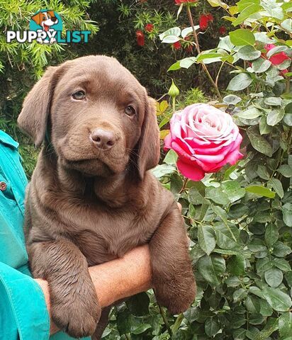 Exceptional Registered Labrador Puppies Chocolate Available Now!