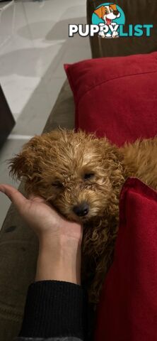 Toy cavoodle female pup for sale