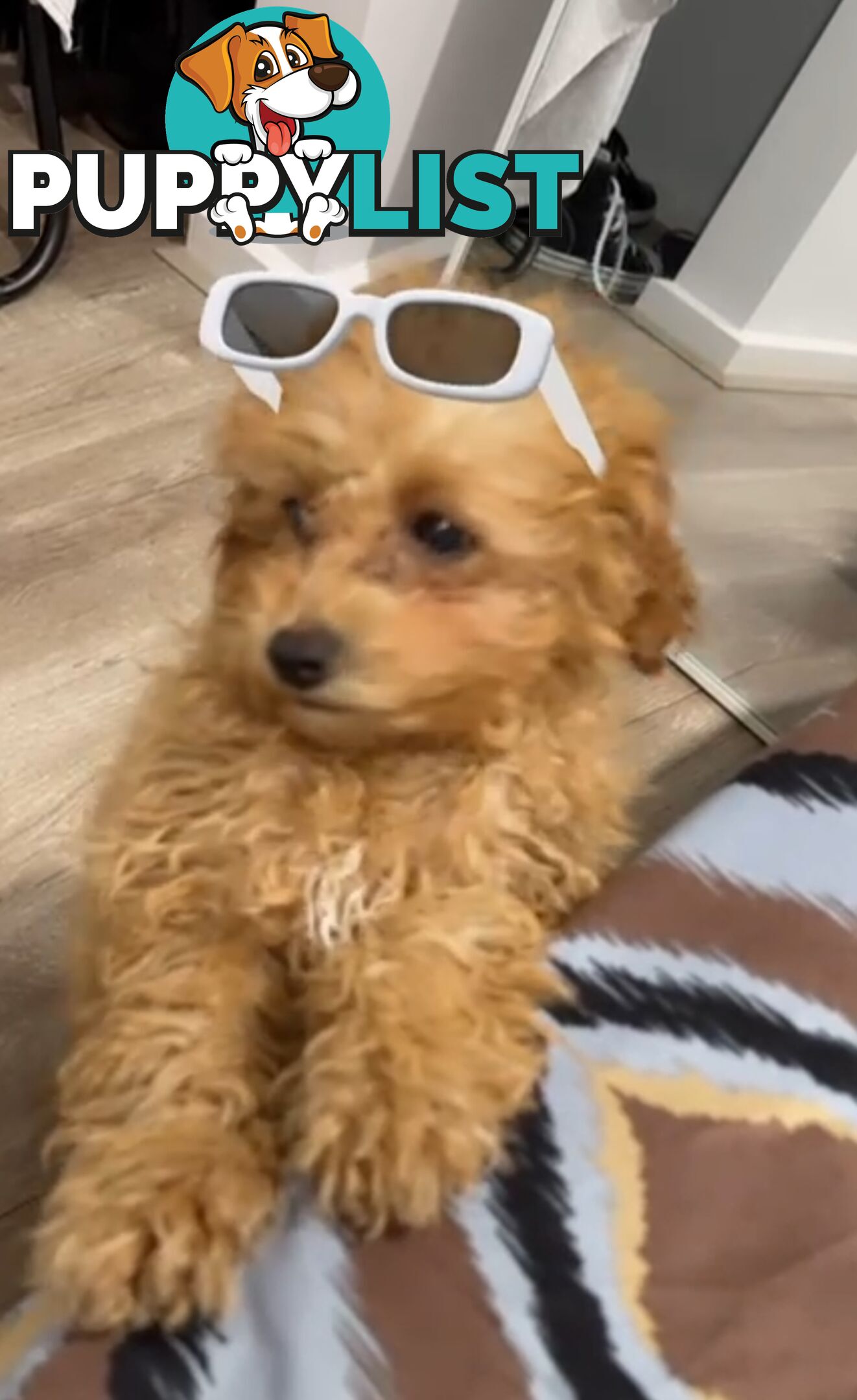 Toy cavoodle female pup for sale