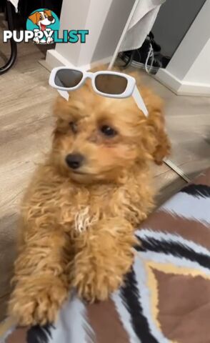 Toy cavoodle female pup for sale