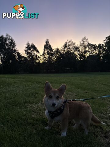 2 x 8weeks Female Pembroke Corgi seeking a new home