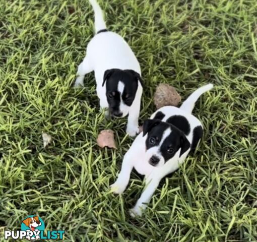 Purebred Mini Foxie Puppies