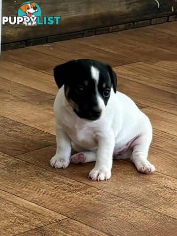 Purebred Mini Foxie Puppies