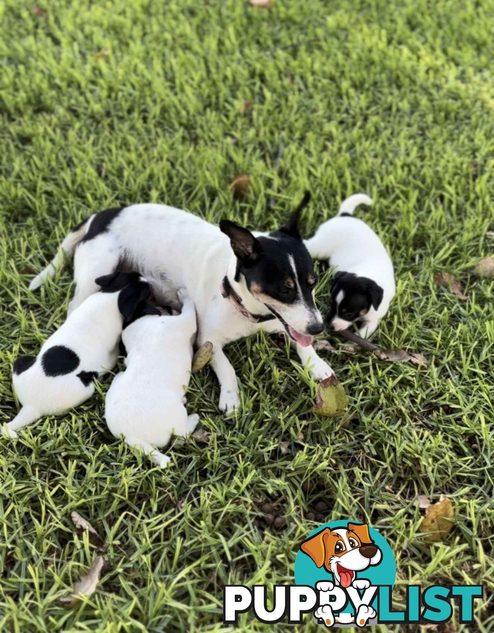 Purebred Mini Foxie Puppies