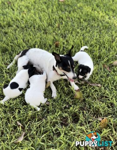 Purebred Mini Foxie Puppies