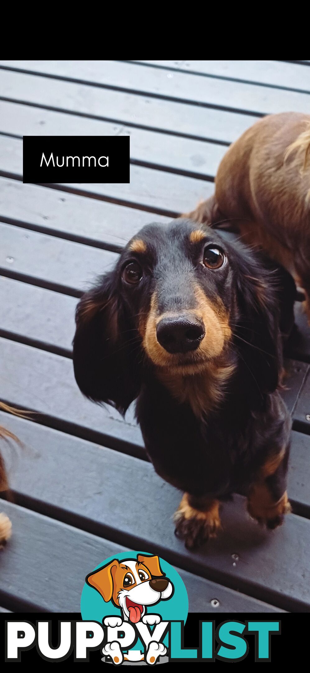 Long Haired Miniature Dachshund Puppies