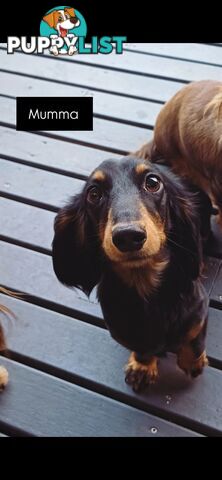 Long Haired Miniature Dachshund Puppies