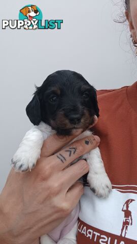 Long Haired Miniature Dachshund Puppies