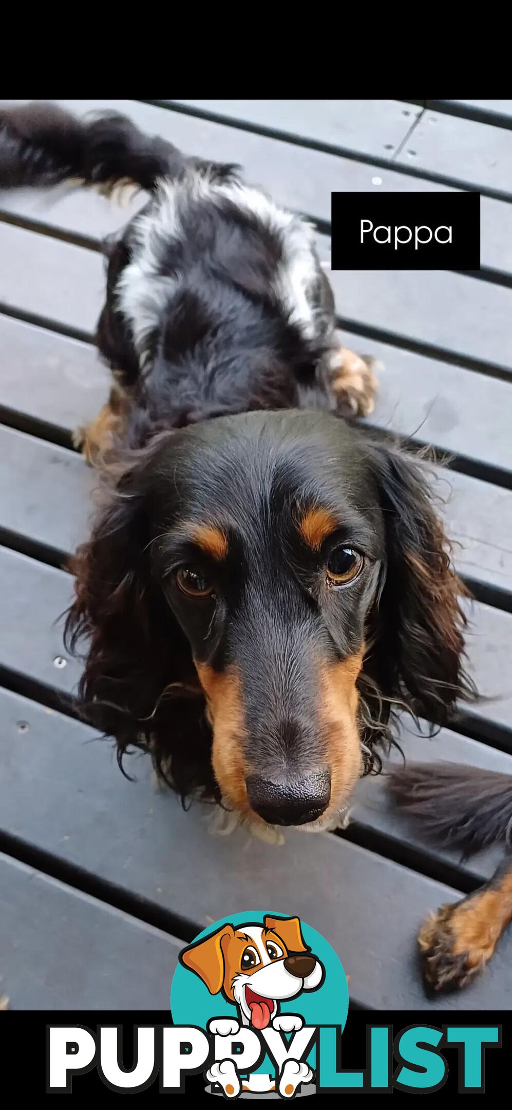 Long Haired Miniature Dachshund Puppies