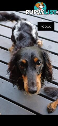 Long Haired Miniature Dachshund Puppies