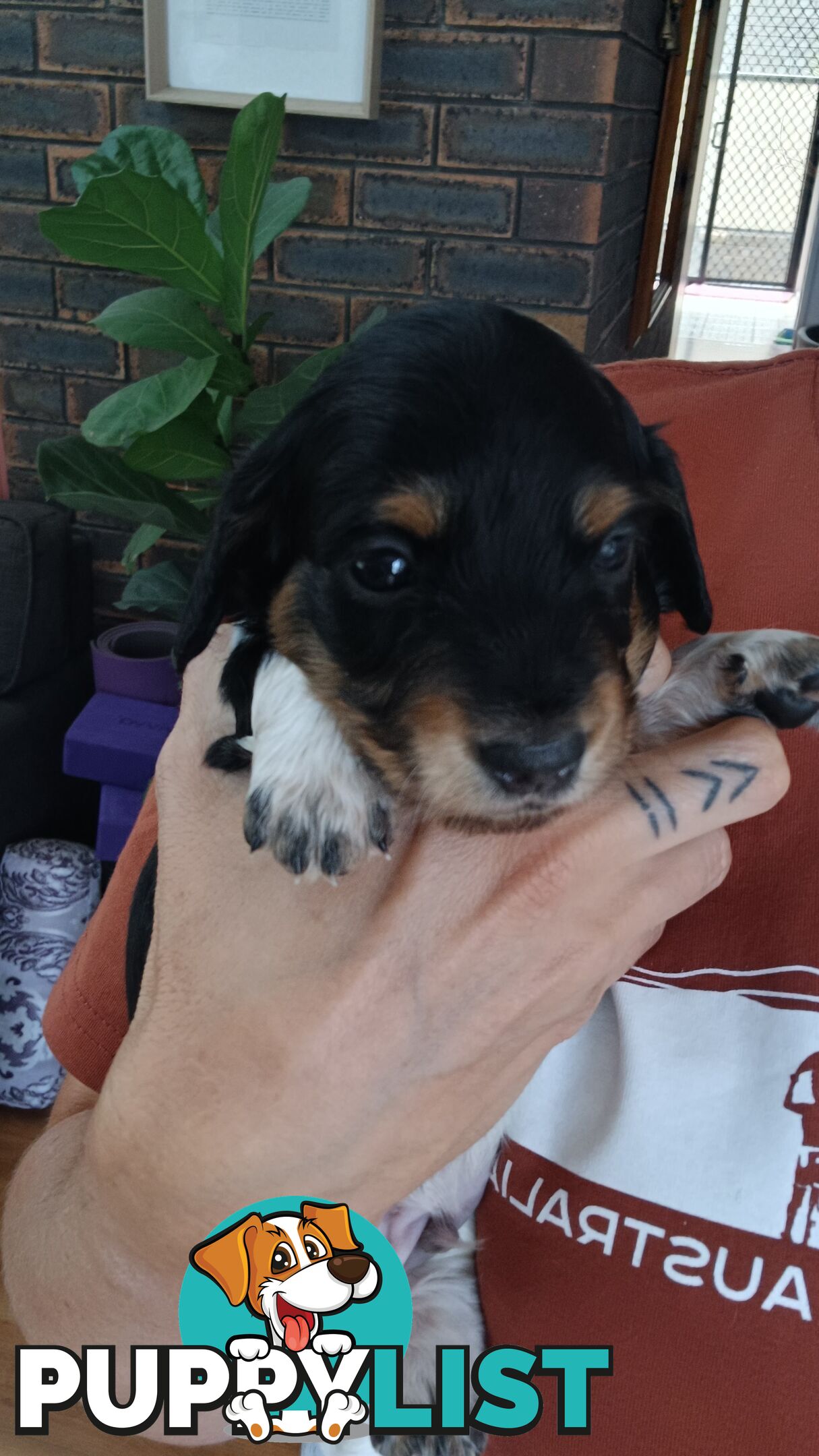 Long Haired Miniature Dachshund Puppies