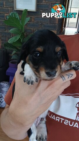 Long Haired Miniature Dachshund Puppies