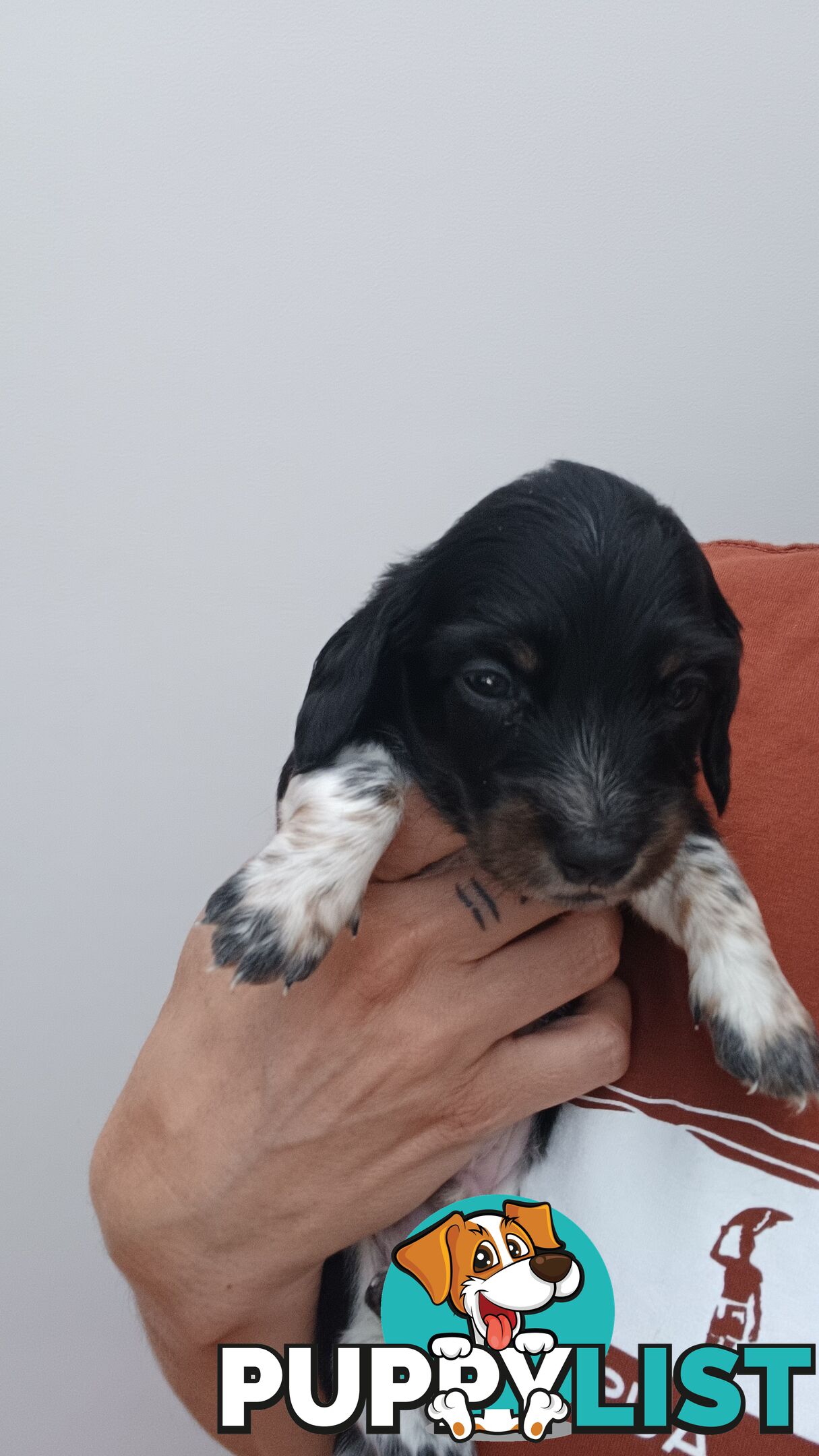 Long Haired Miniature Dachshund Puppies