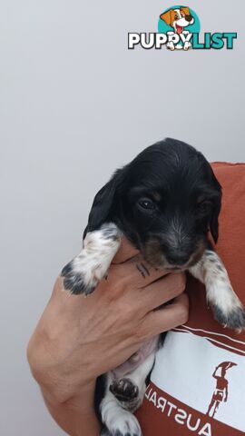 Long Haired Miniature Dachshund Puppies