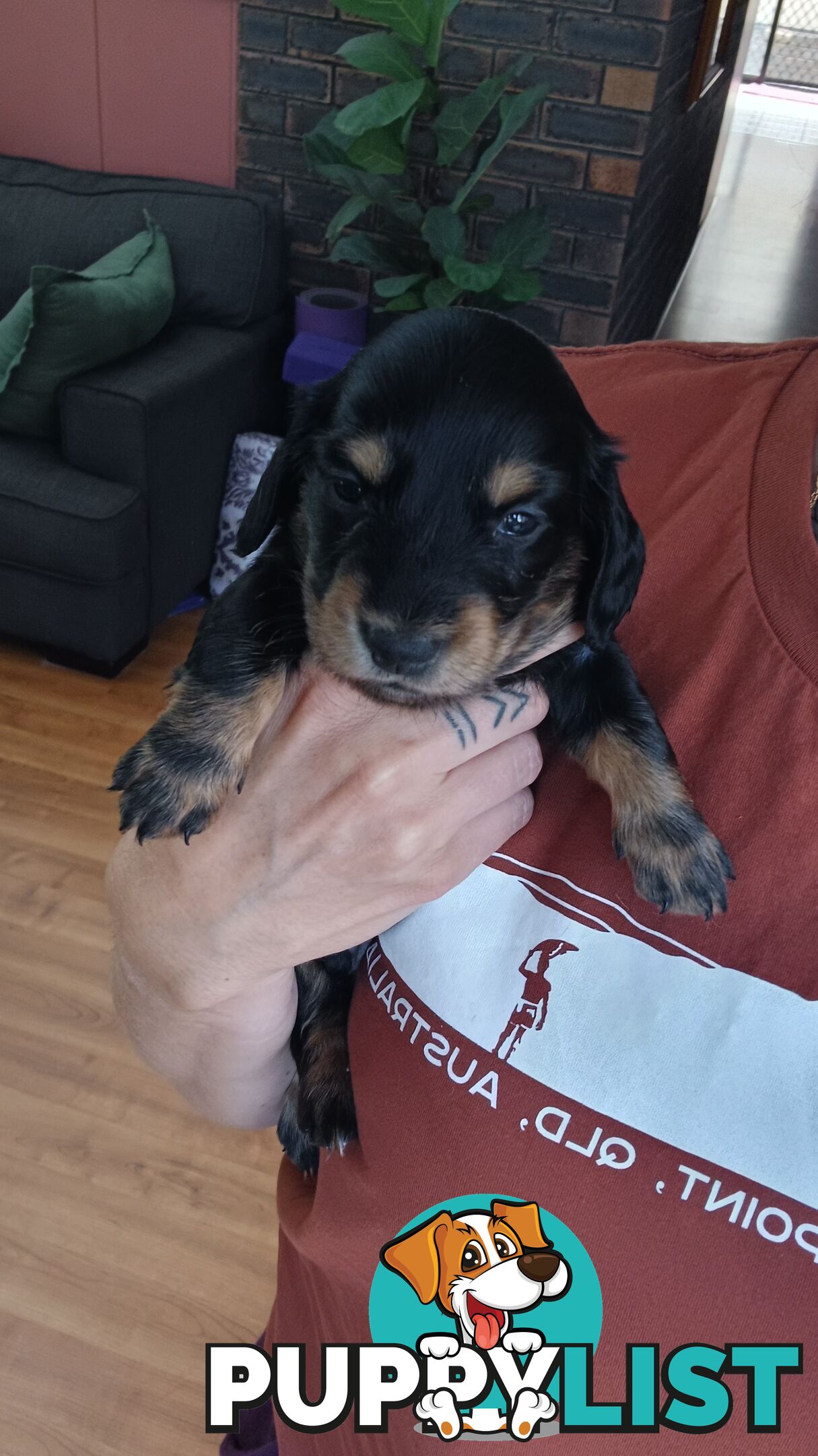 Long Haired Miniature Dachshund Puppies