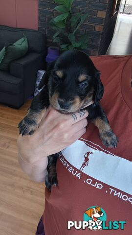 Long Haired Miniature Dachshund Puppies