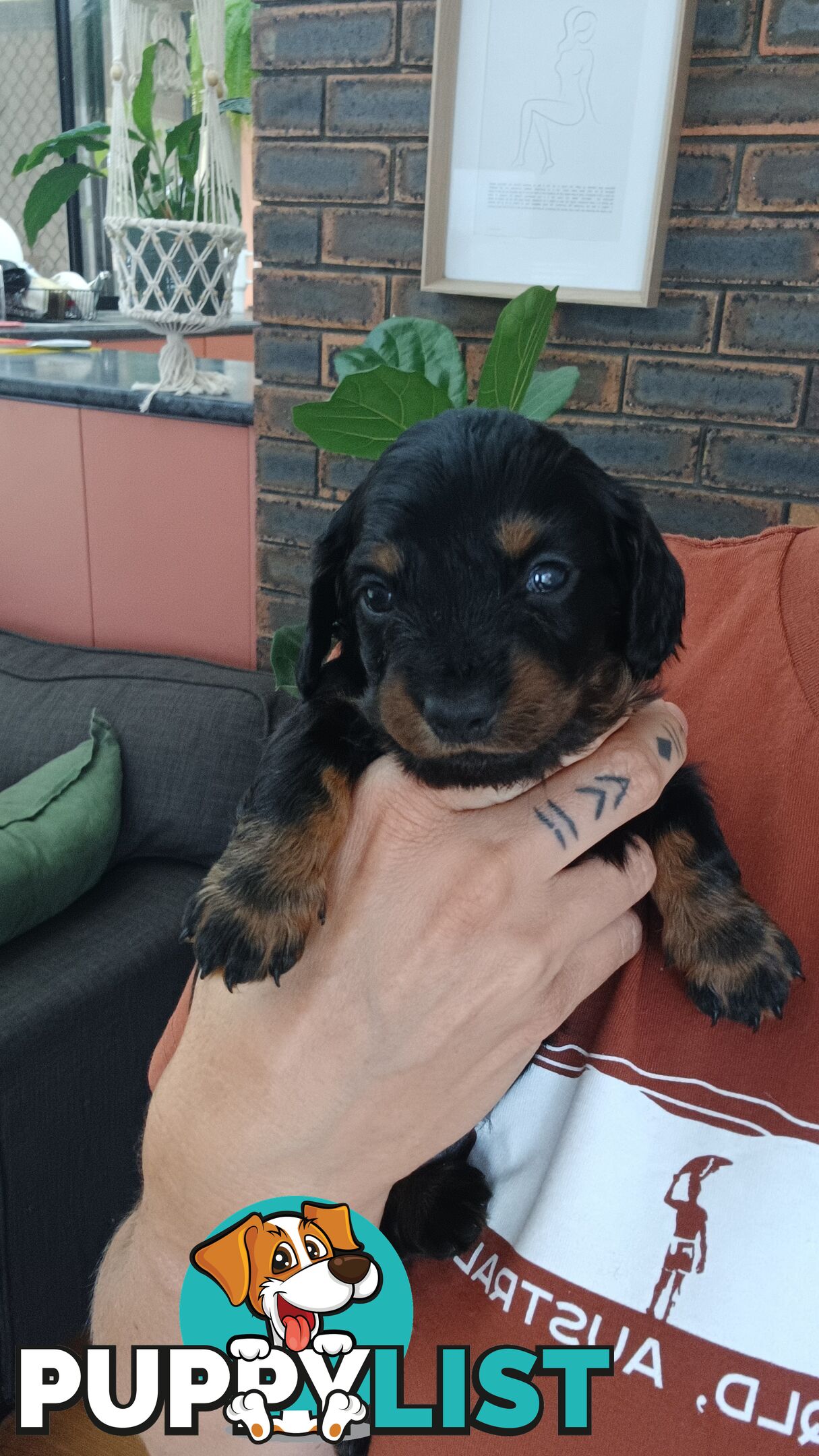 Long Haired Miniature Dachshund Puppies