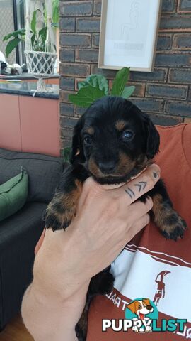 Long Haired Miniature Dachshund Puppies