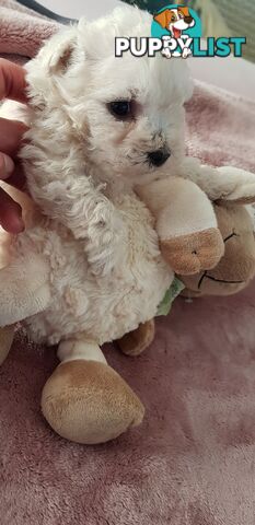 West Highland Terrier x Bichon Frise 3 Gorgeous Male Puppies seeking Forever Homes