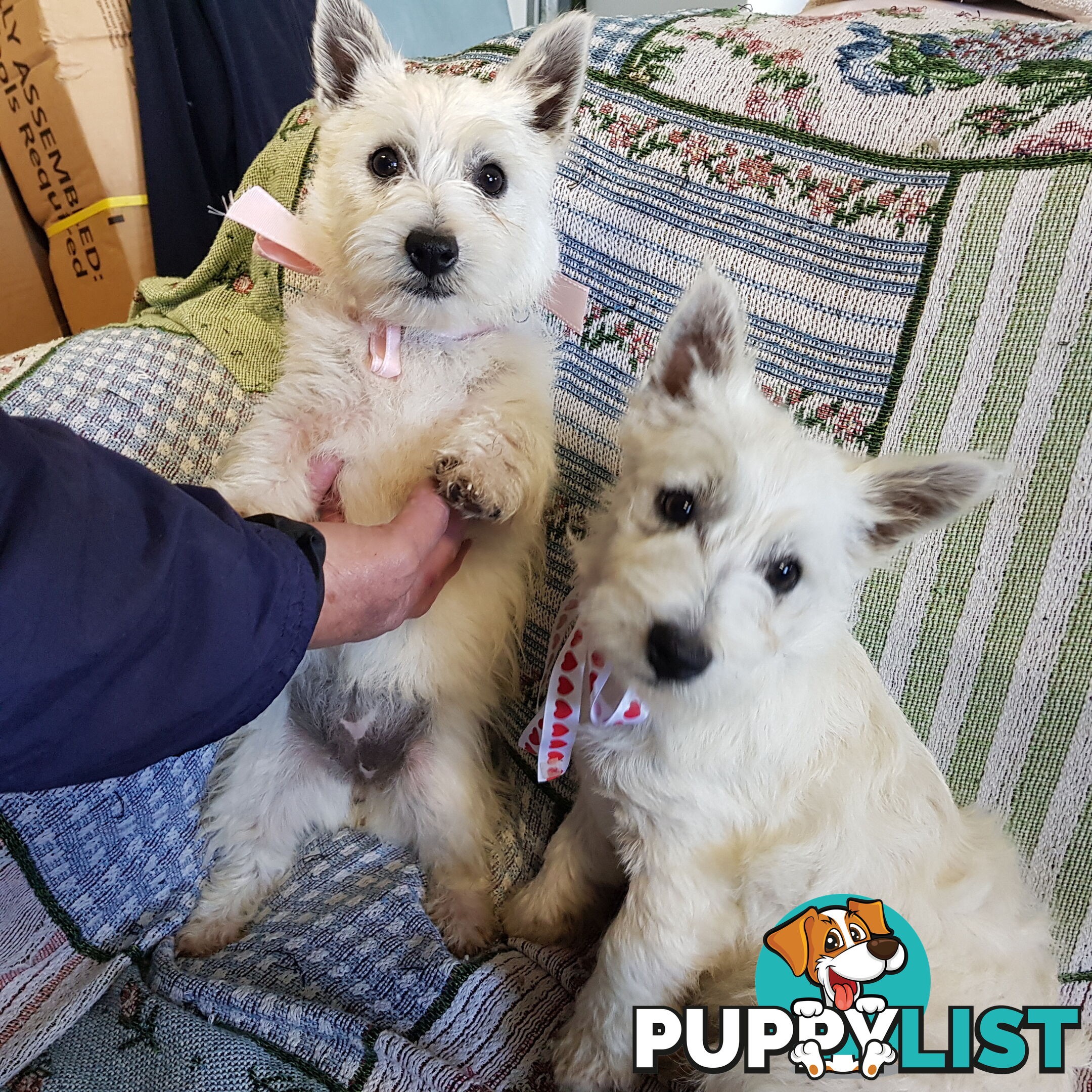 West Highland Terrier x Bichon Frise 3 Gorgeous Male Puppies seeking Forever Homes