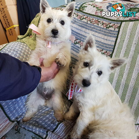 West Highland Terrier x Bichon Frise 3 Gorgeous Male Puppies seeking Forever Homes