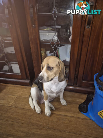 2 adorble Beagle x pomeranian puppies