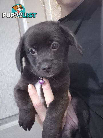 2 adorble Beagle x pomeranian puppies