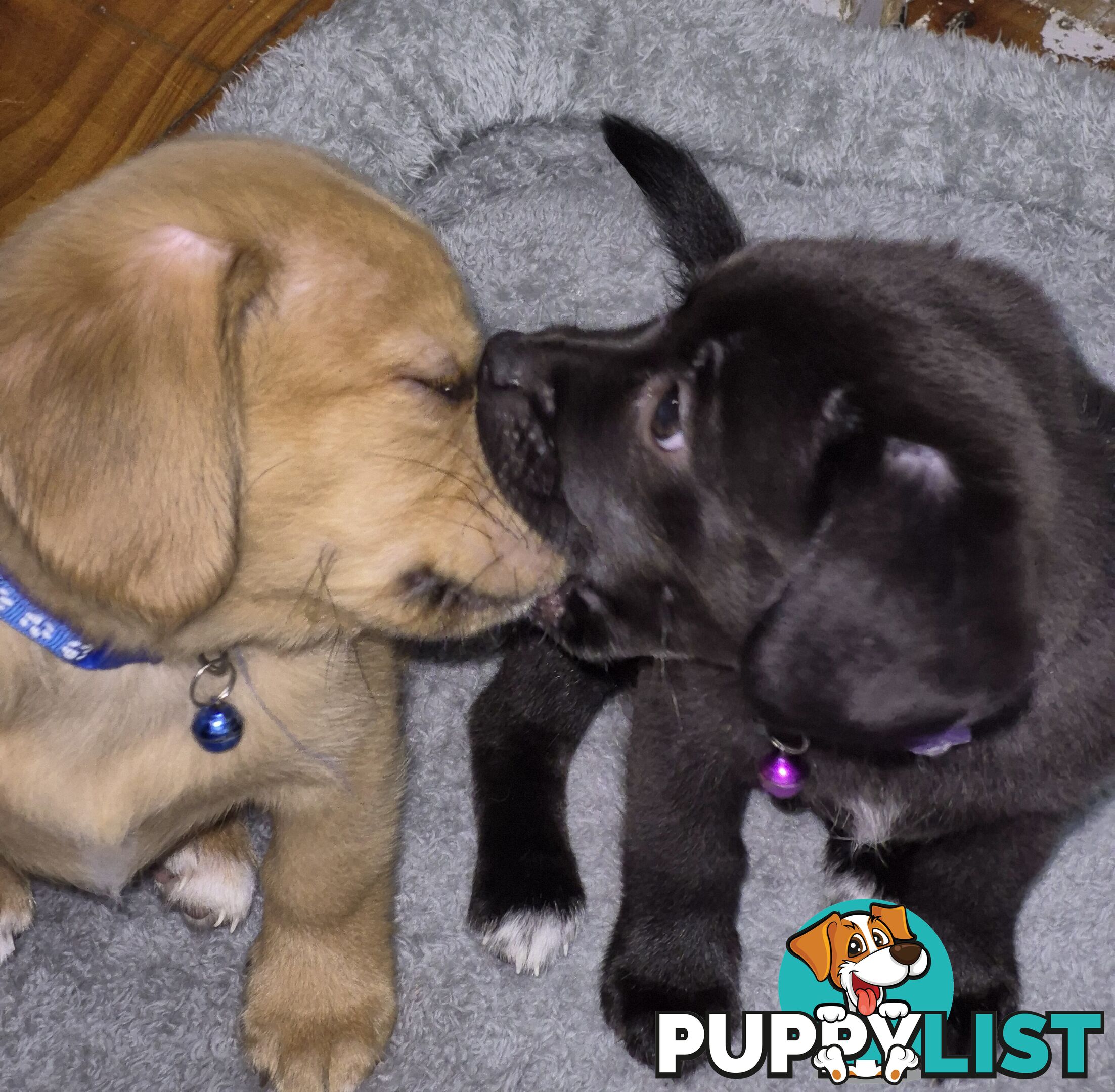 2 adorble Beagle x pomeranian puppies