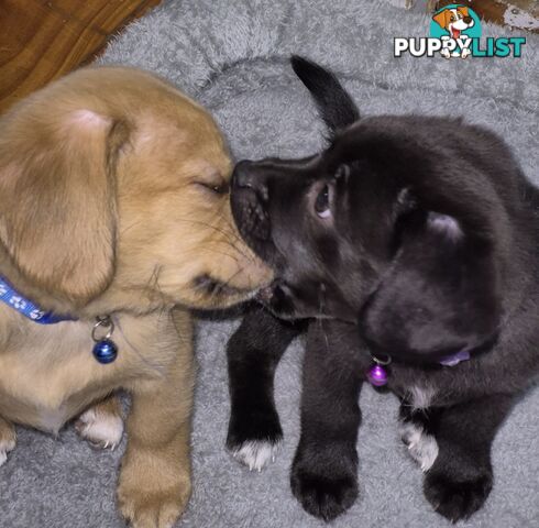 2 adorble Beagle x pomeranian puppies