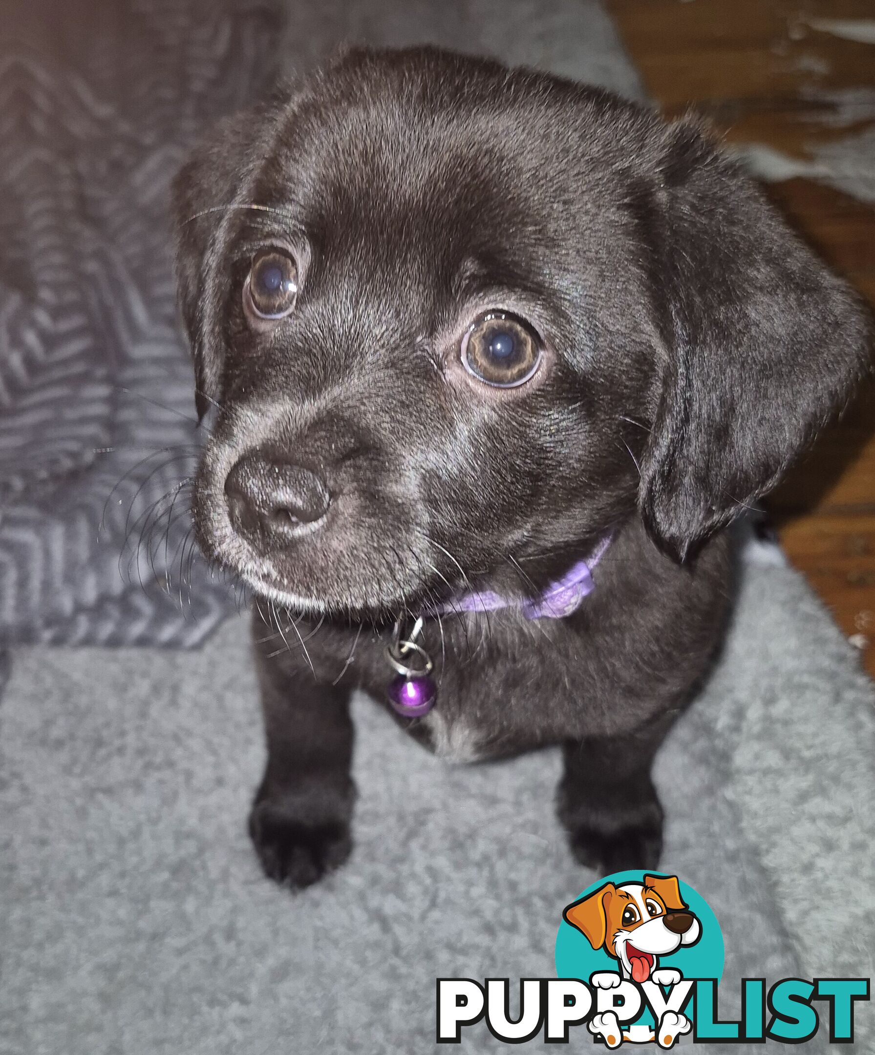 2 adorble Beagle x pomeranian puppies