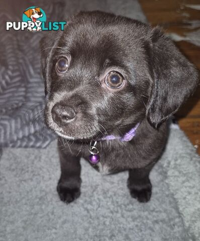 2 adorble Beagle x pomeranian puppies