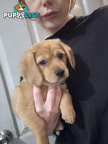 2 adorble Beagle x pomeranian puppies