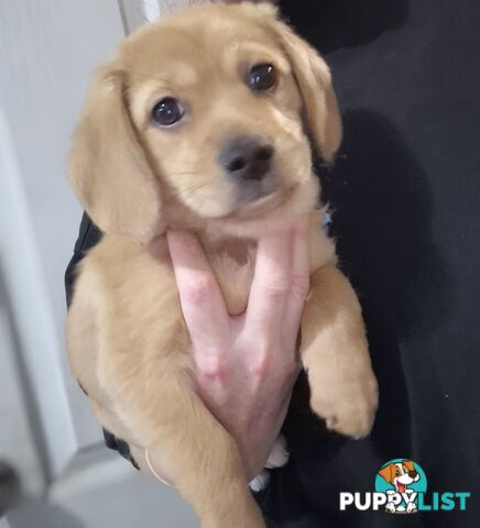 2 adorble Beagle x pomeranian puppies