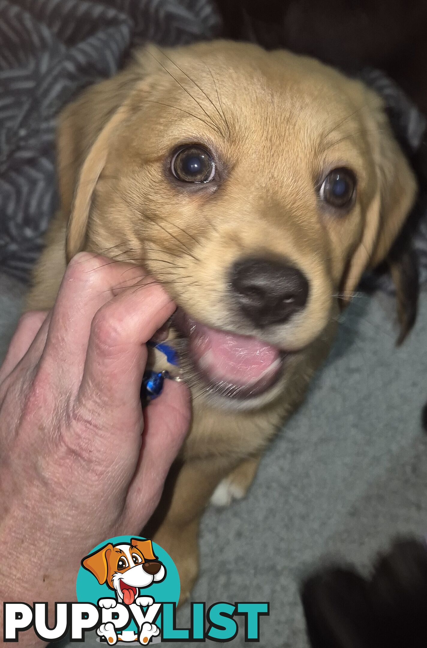 2 adorble Beagle x pomeranian puppies