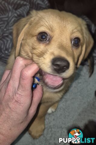 2 adorble Beagle x pomeranian puppies