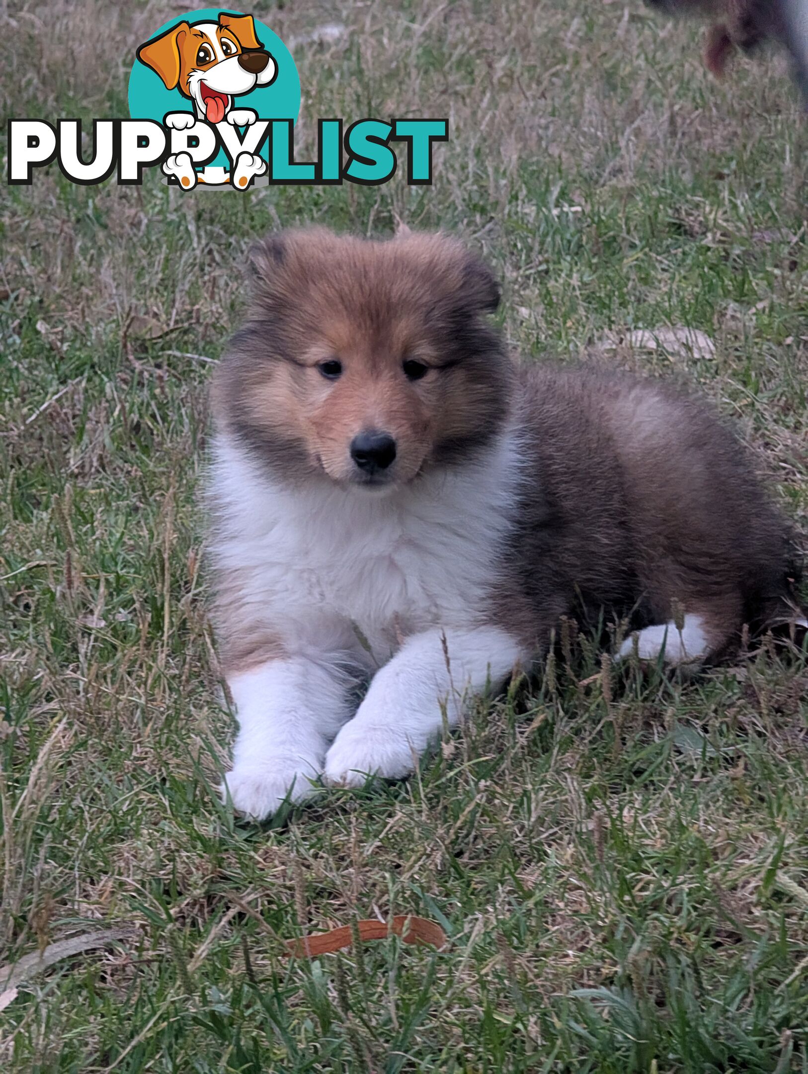 Pure Bred Rough Collie Lassie Puppies