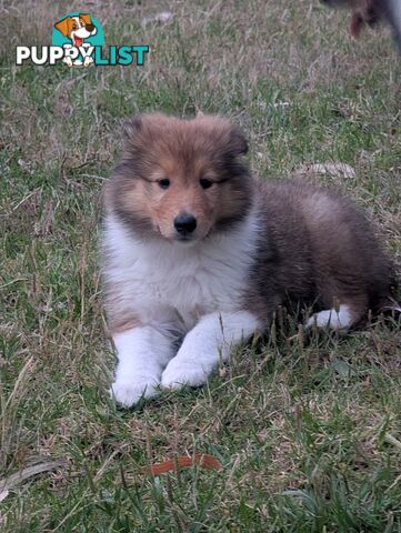 Pure Bred Rough Collie Lassie Puppies