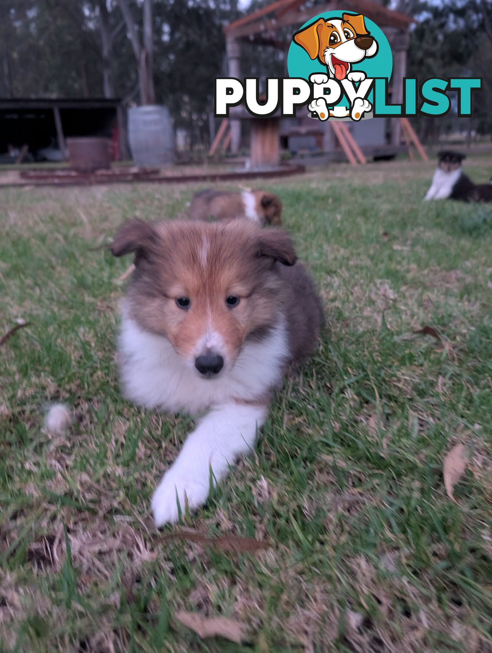 Pure Bred Rough Collie Lassie Puppies