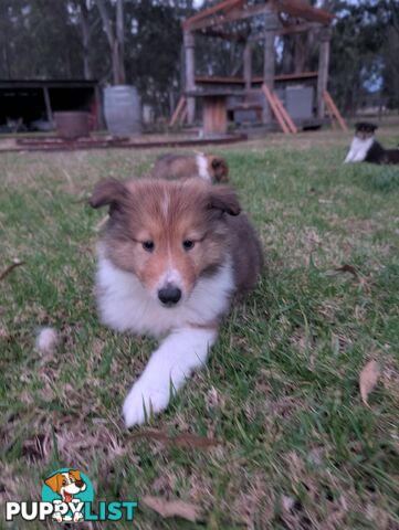 Pure Bred Rough Collie Lassie Puppies