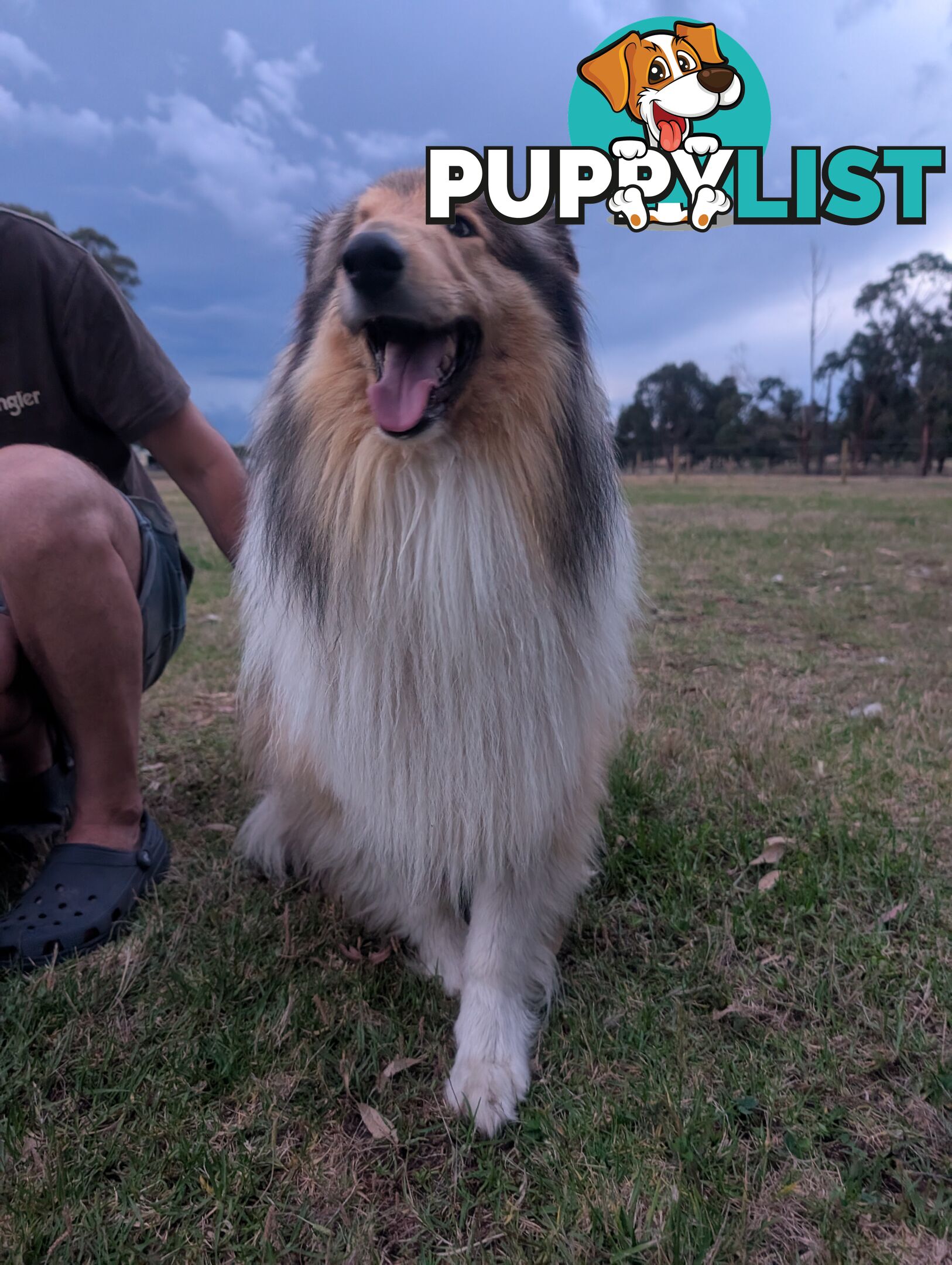 Pure Bred Rough Collie Lassie Puppies