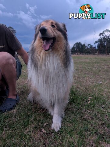 Pure Bred Rough Collie Lassie Puppies