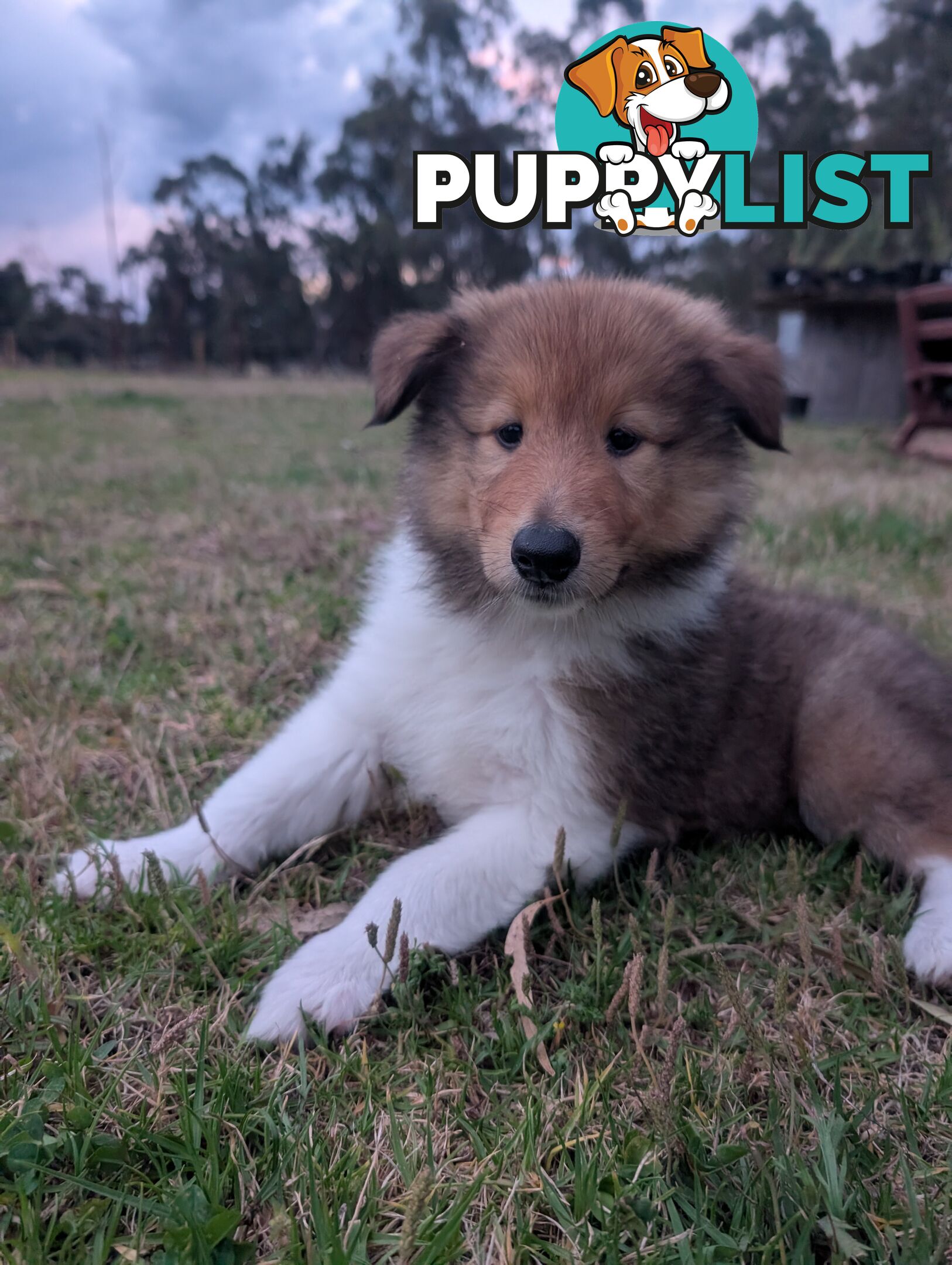 Pure Bred Rough Collie Lassie Puppies