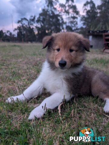 Pure Bred Rough Collie Lassie Puppies