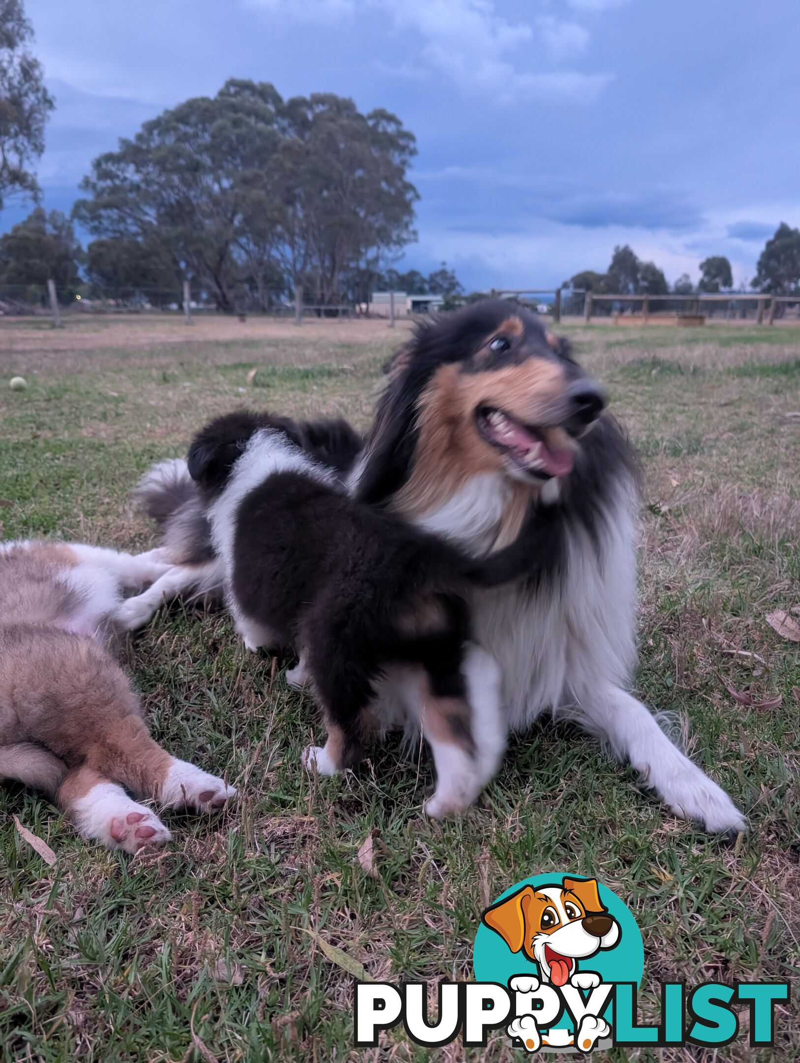 Pure Bred Rough Collie Lassie Puppies