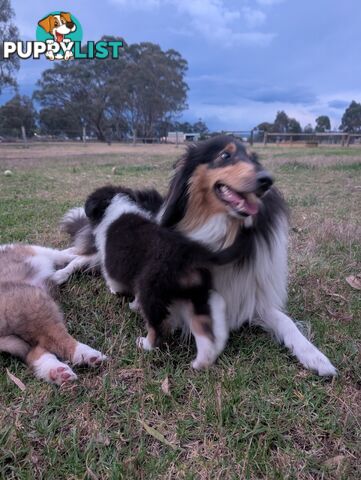 Pure Bred Rough Collie Lassie Puppies