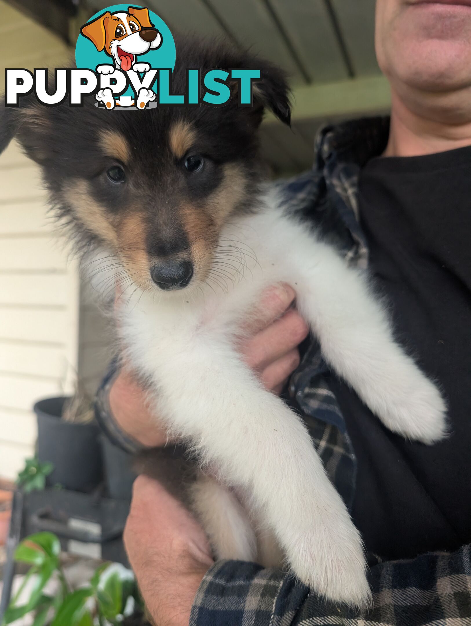 Pure Bred Rough Collie Lassie Puppies