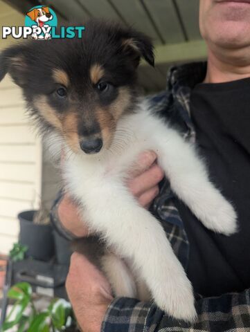 Pure Bred Rough Collie Lassie Puppies