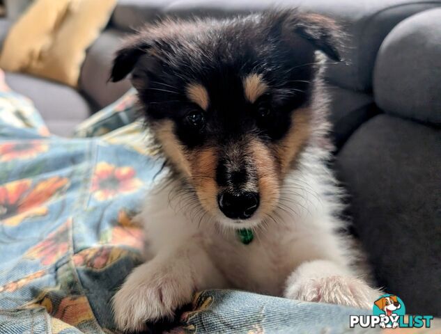 Pure Bred Rough Collie Lassie Puppies