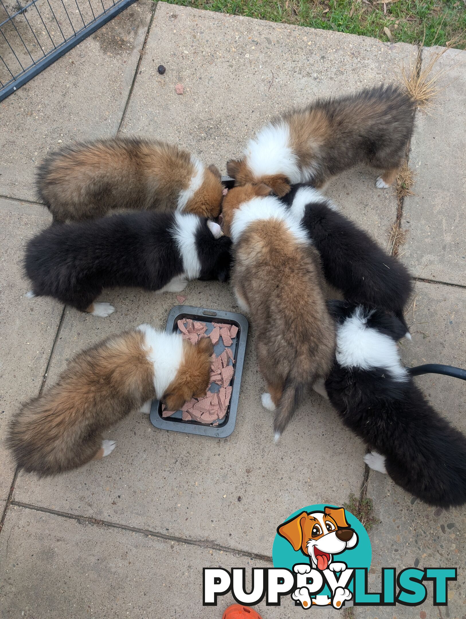 Pure Bred Rough Collie Lassie Puppies