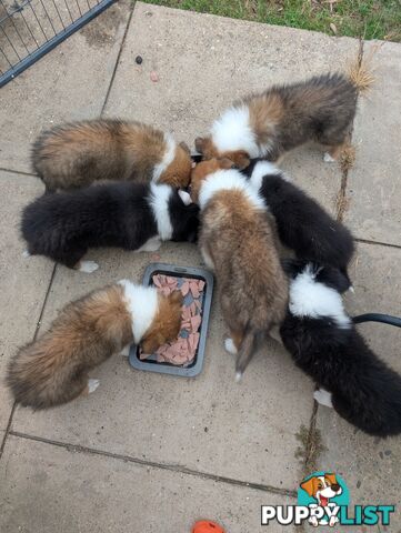 Pure Bred Rough Collie Lassie Puppies